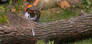 Best Tree Risk Assessment  in Rocky Point, NY